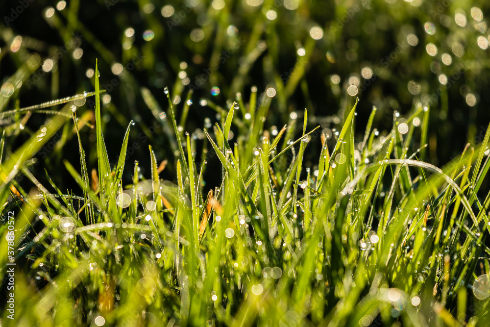 Fototapeta premium A plant covered with dewdrops, a world of lights and reflections in the forest at dawn