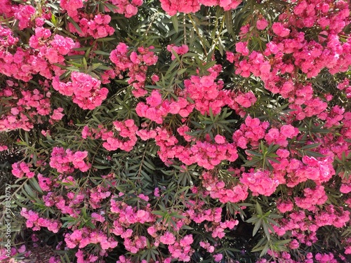 Pink garden
