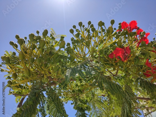 Poinciana tree