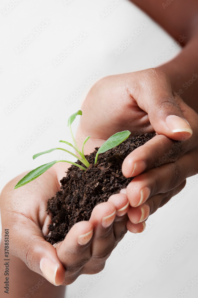 Close-up of a woman's hands holding a seedling Close-up of a woman's hands holding a seedling