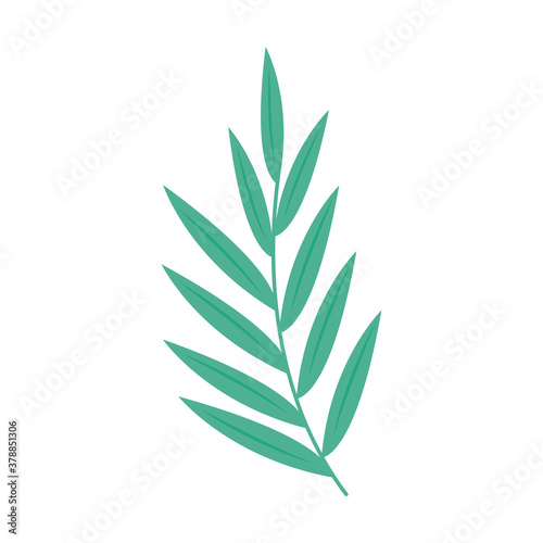 Isolated leaf design of Natural floral nature and plant theme Vector illustration