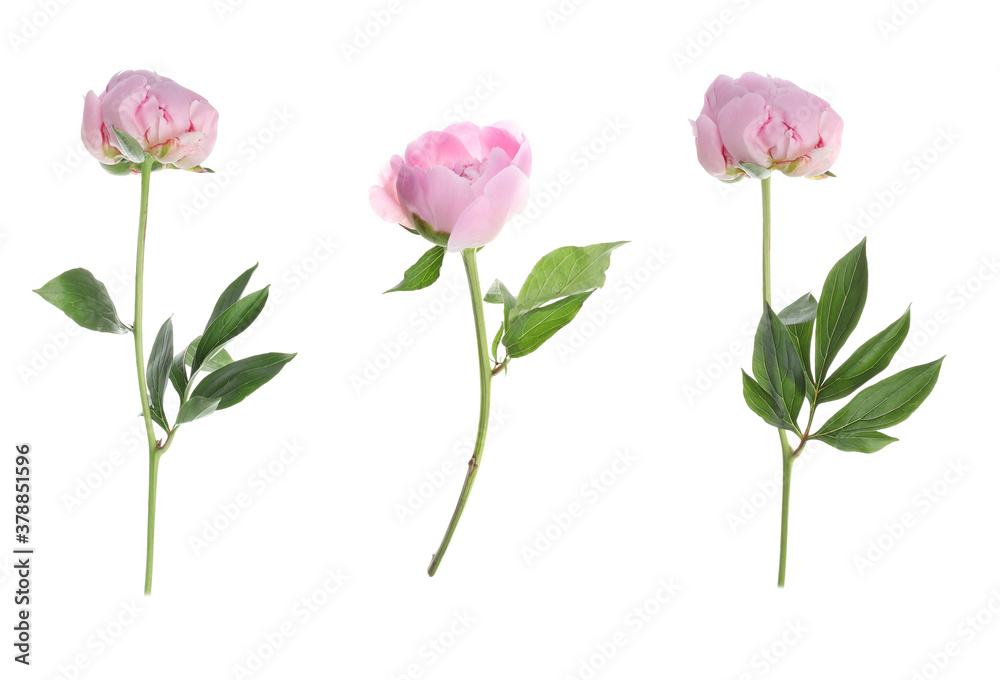Set of beautiful pink peony flowers on white background