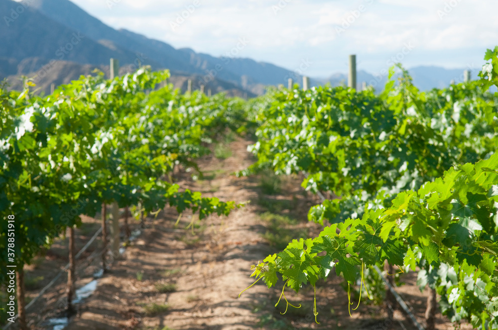 Vineyard, Fatima Valley, Chilecito, La Rioja Province, Argentina