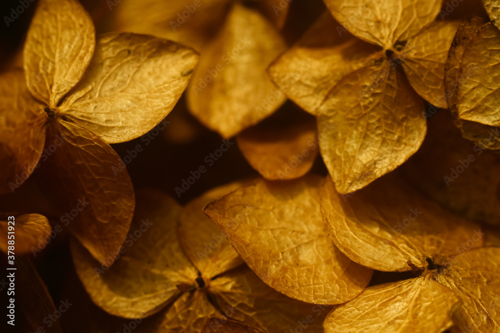 Bouquet of dried flowers. Textured flower buds