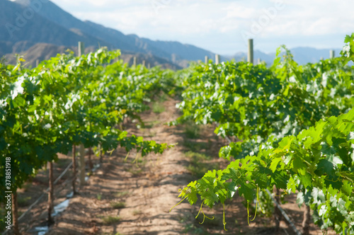 Vineyard  Fatima Valley  Chilecito  La Rioja Province  Argentina