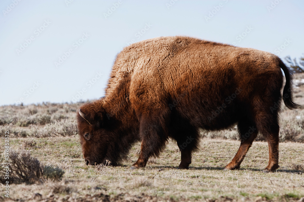 American bison (Bison bison) grazing in a forest, Yellowstone National Park, Wyoming, USA