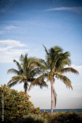 Palm trees on the coast, Bill Baggs Park, Cape Florida, Key Biscayne, Florida, USA