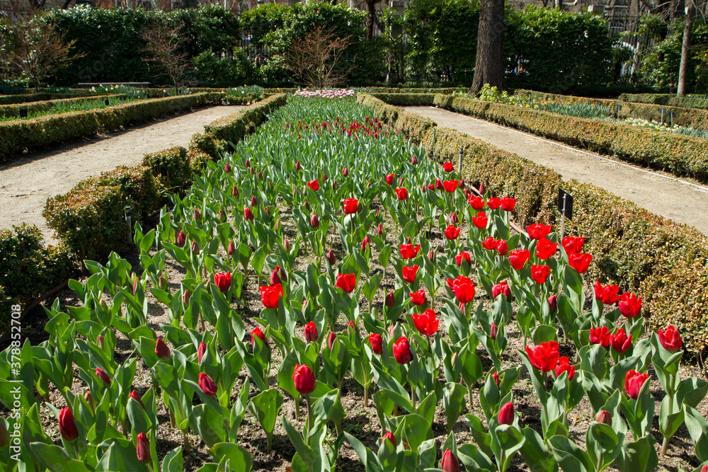 Garden design and landscaping. Tulips. View of the green tulip flower bed foliage and red flowers blooming in the park.