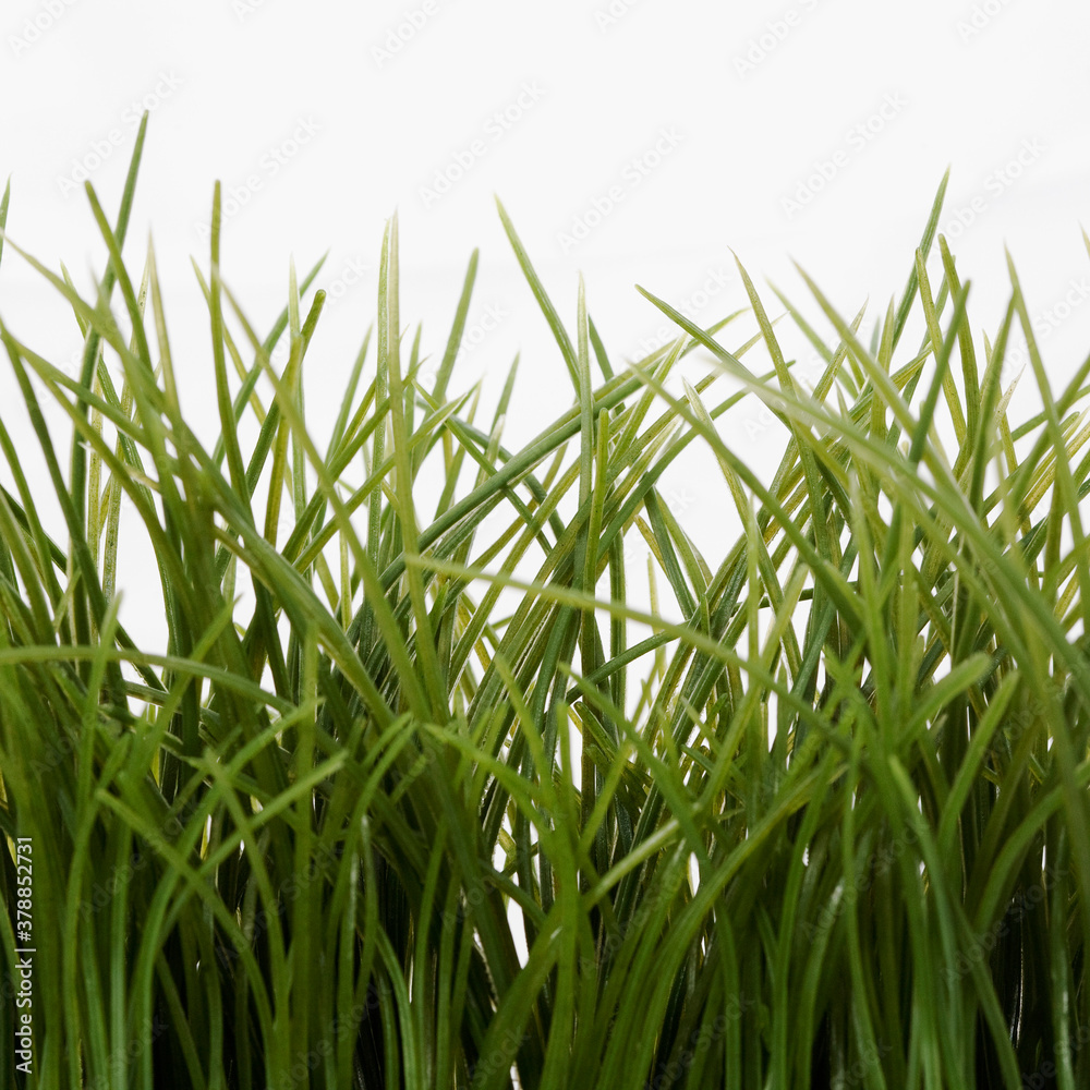 Fototapeta premium Close-up of wheatgrass