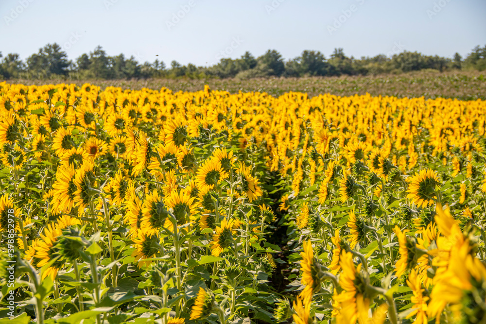 Obraz premium Bright yellow sunflowers in a sunflower field in the summer