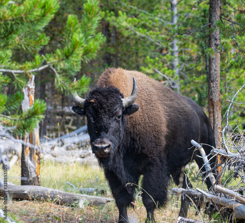 american bison in park national park