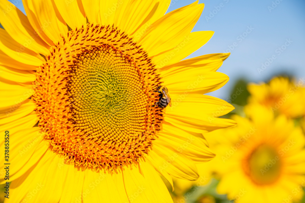 Bee looking for sum nectar on sunflowers in a sunflower field Bee looking for sum nectar on sunflowers in a sunflower field