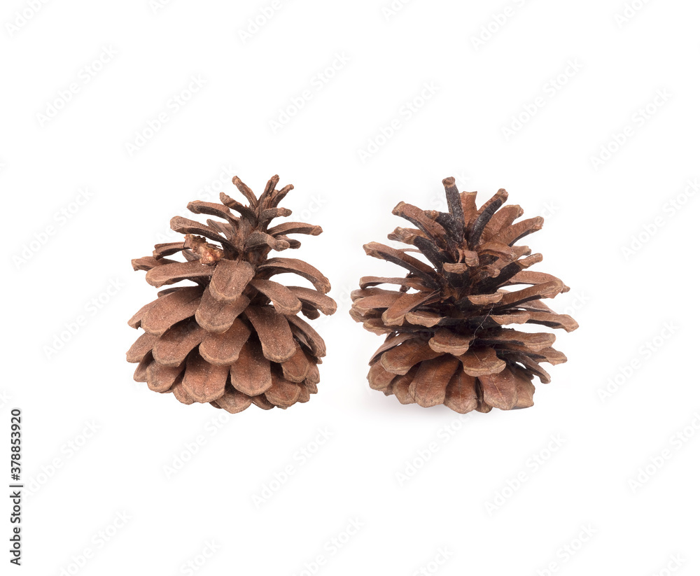 Natural pine cone isolated on white background Natural pine cone isolated on white background