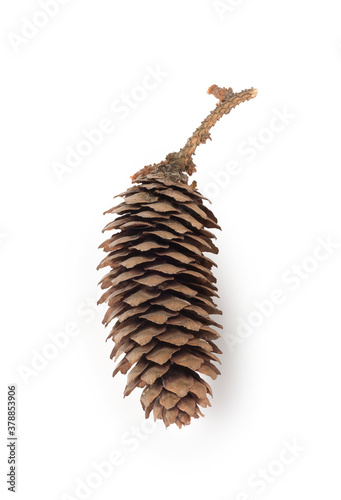 Natural pine cone isolated on white background