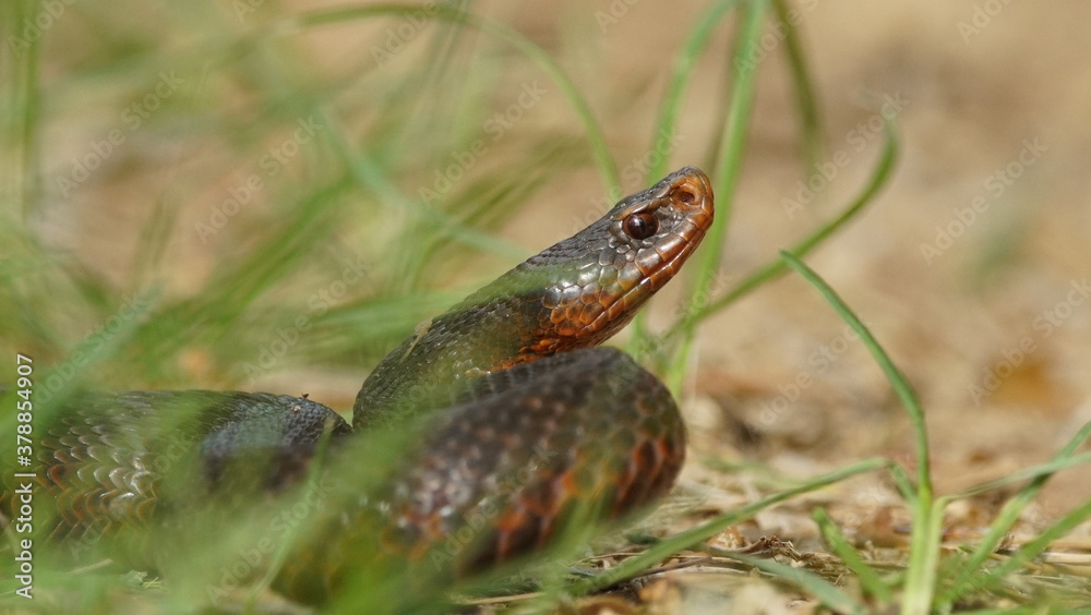 Fototapeta premium Young Vipera berus, the common European adder or common European viper, captured in Oka state reserve, Russia