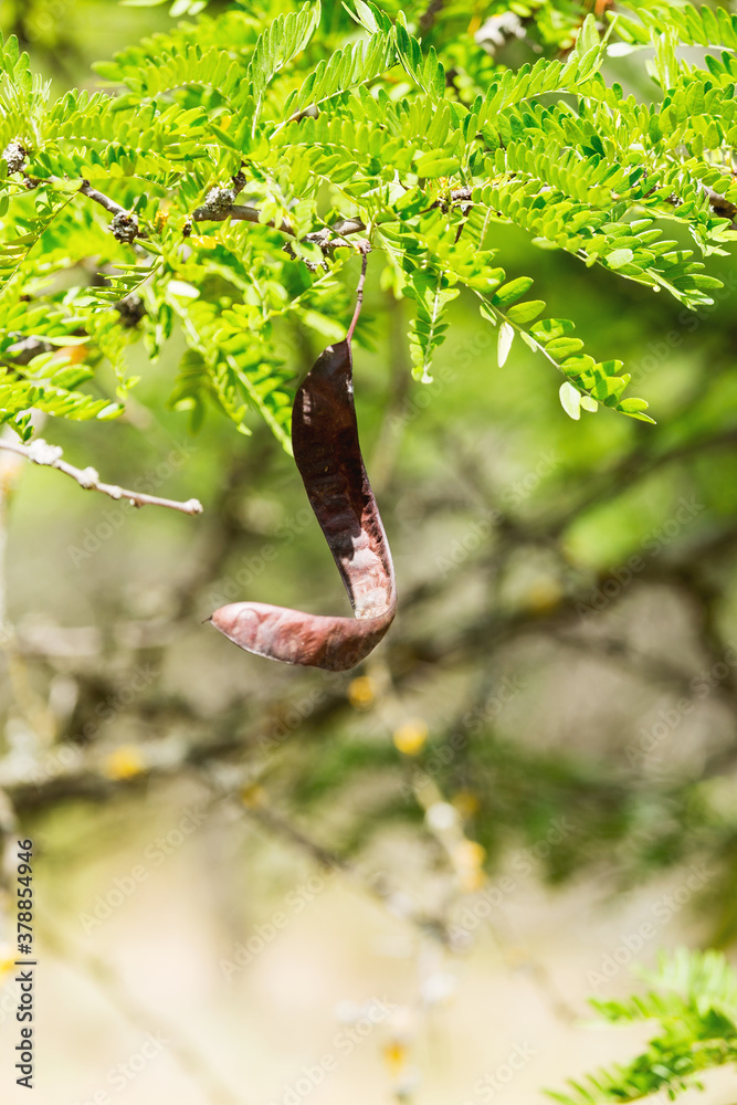 Dried long brown seed pods of acacia mearnsii Black wattle, fast-growing  bean tree with fragrant pale yellow flowers, is habitat for birds.  Selective focus on pod. Beautiful summer background Photos | Adobe