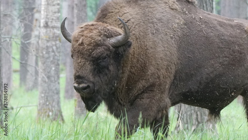 European bison  Bison bonasus   also known as the wisent  the zubr  or the European wood bison  captured in Oka Nature Reserve  Russia