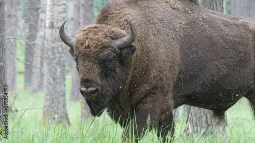 European bison (Bison bonasus), also known as the wisent, the zubr, or the European wood bison, captured in Oka Nature Reserve, Russia