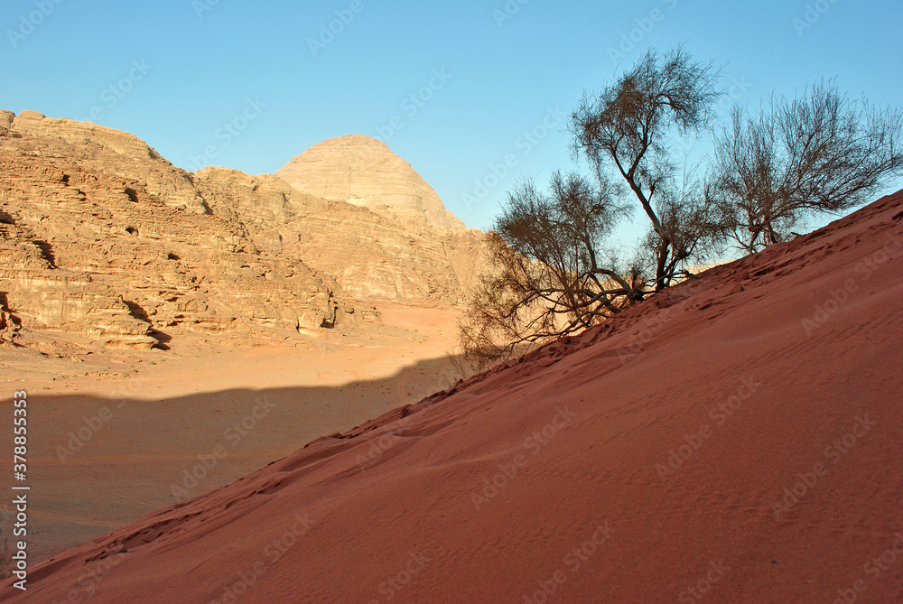 Desert vegetation on the sand dune in Wadi Rum