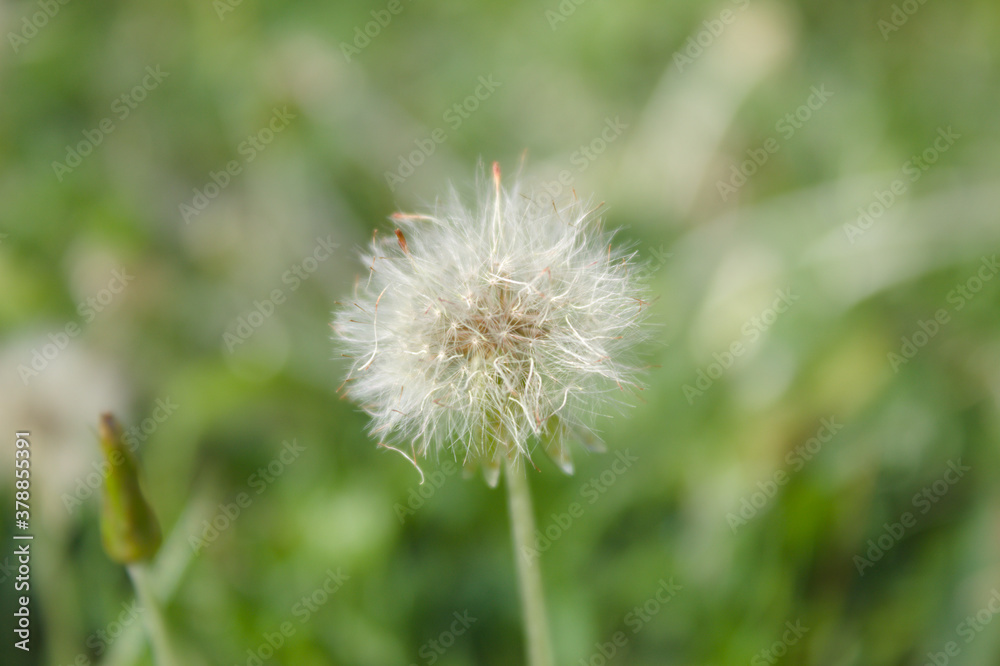 Fototapeta premium Dandelion flower in a Brazil garden