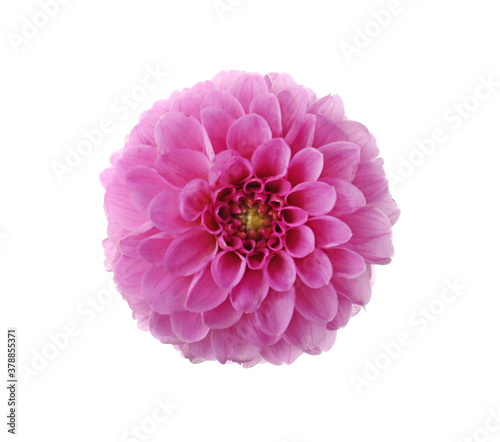 Fototapeta Naklejka Na Ścianę i Meble -  Beautiful pink dahlia flower isolated on white