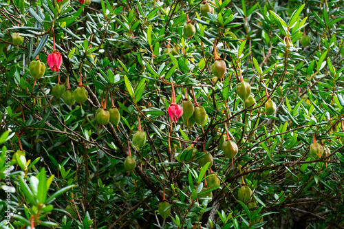 Laternenbaum,  Crinodendron hookerianum mit kleinen roten Lampion Blüten photo