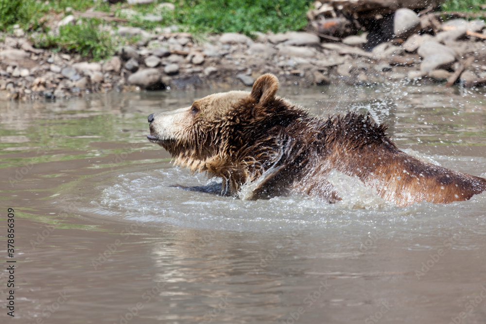 Fototapeta premium Grizzly Bear Splashing Water