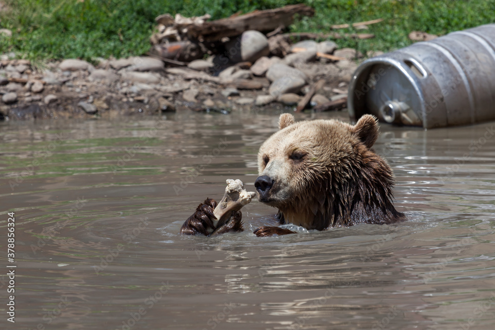 Grizzly Bear Eating in a Pond