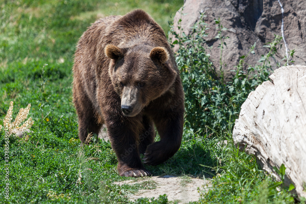 Grizzly Bear Walking