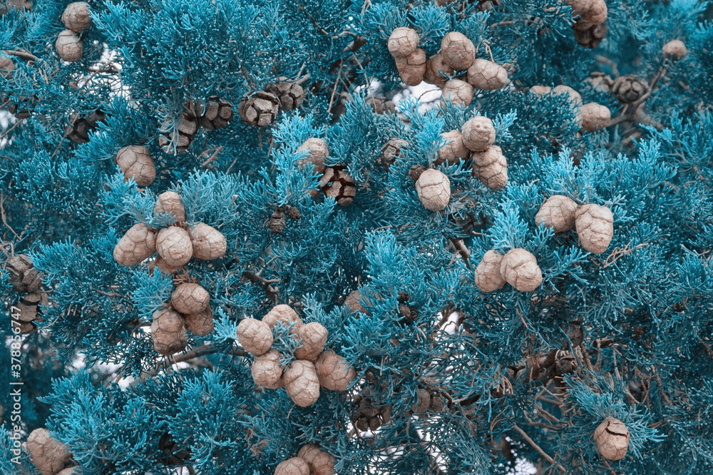 Branches of Cypress tree with foliage and cones. Blue background