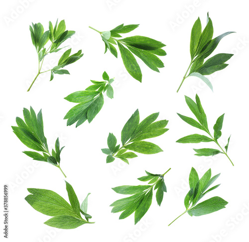 Set of green peony leaves on white background