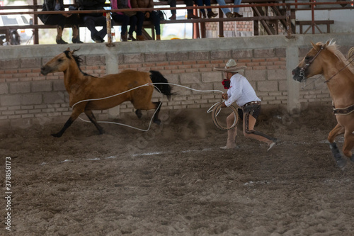 forefooting