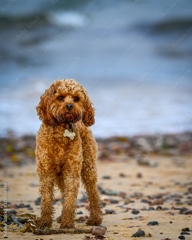 Cavapoo dog on the beach Cavapoo dog on the beach