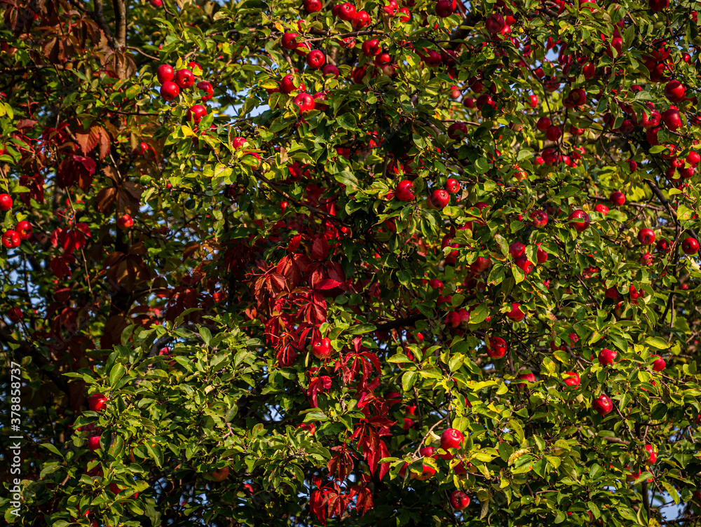 Heirloom Apples and Virginia creeper vine Heirloom Apples and Virginia creeper vine