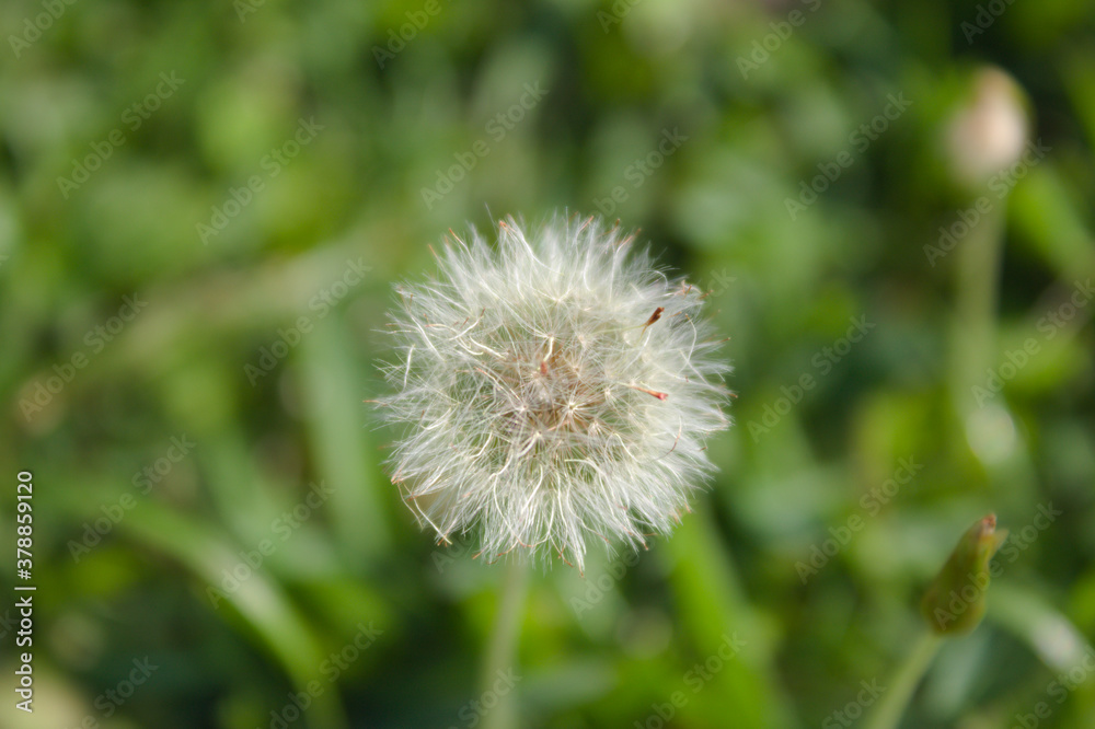 Dandelion flower in a Brazil garden