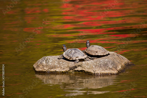 Two turtles bask in the sun with springtime reflections at Seattle Japanese Garden

