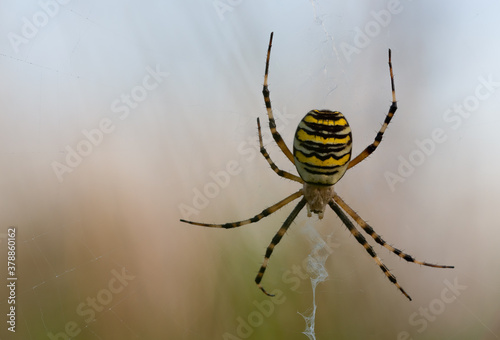 Eine weibliche Zebraspinne oder auch Wespenspinne genannt in Ihrem Netz