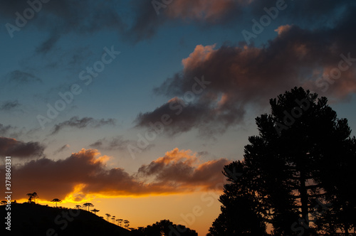 Silhouettes of Araucarias in the backlight of the sunset in the Serra de Santa Catarina, São Joaquim, Brazil