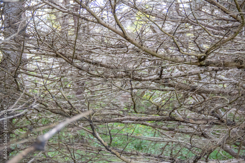Empty tree branches of a tree in the winter Empty tree branches of a tree in the winter
