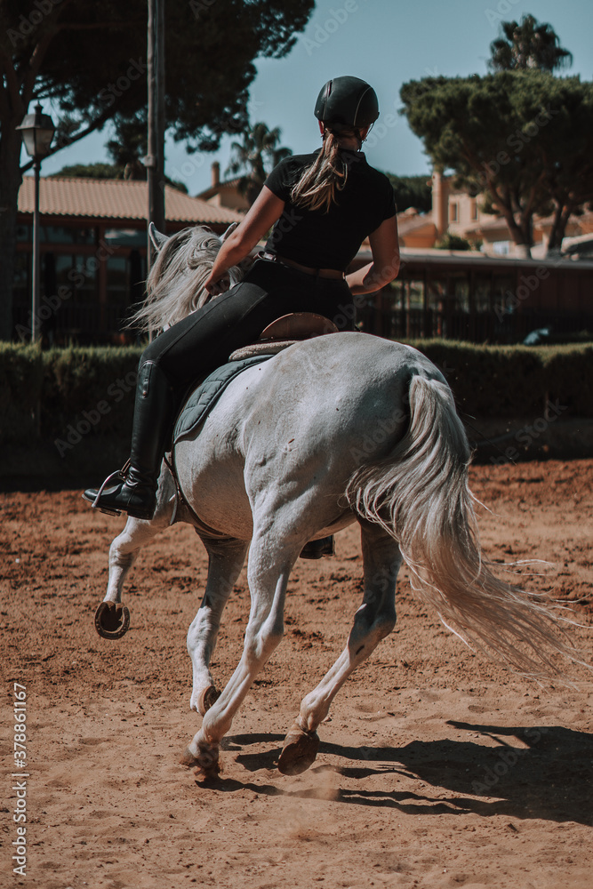 Caballo español en una hipica en andalucia con su Jinete Amazona montandolo con sus riendas y saltando en una pista Caballo español en una hipica en andalucia con su Jinete Amazona montandolo con sus riendas y saltando en una pista