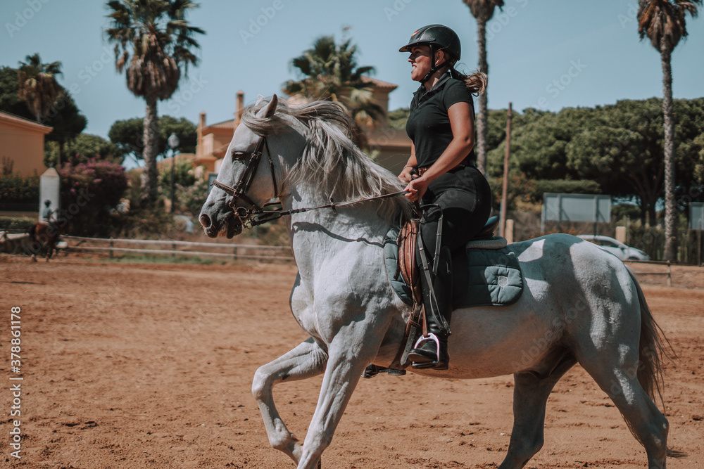 Caballo español en una hipica en andalucia con su Jinete Amazona montandolo con sus riendas y saltando en una pista Caballo español en una hipica en andalucia con su Jinete Amazona montandolo con sus riendas y saltando en una pista