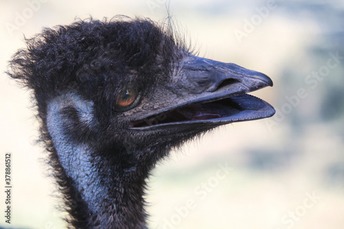 emu head close up