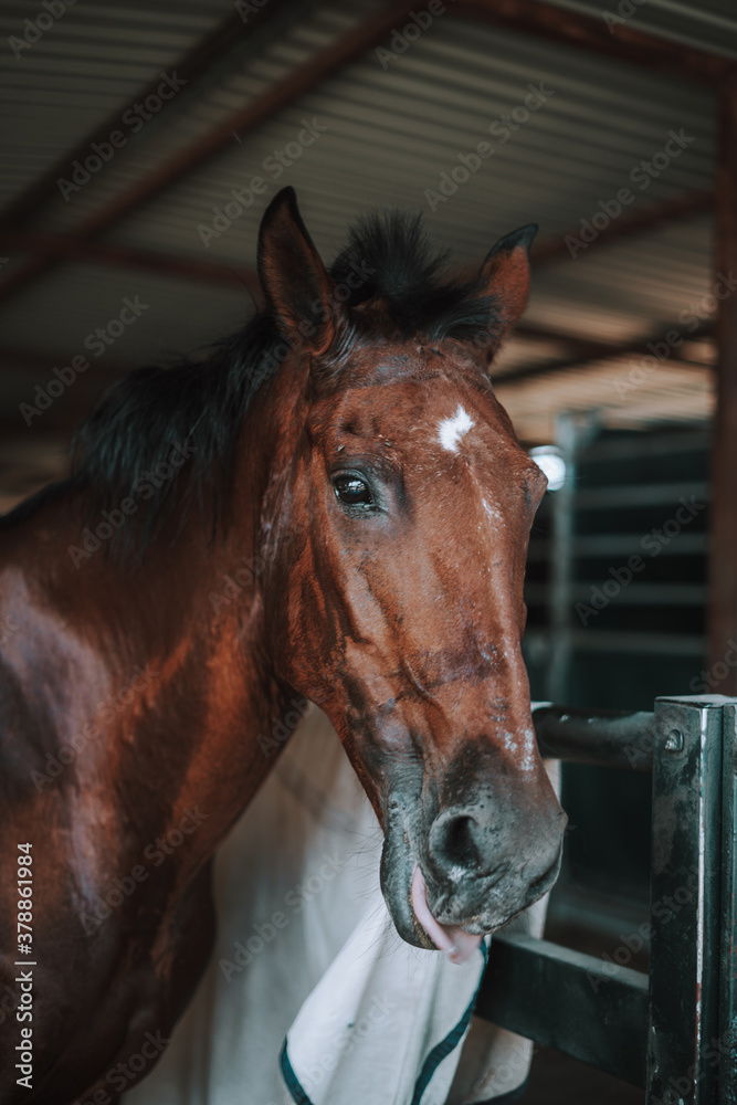 Fototapeta premium Caballo español en una hipica en andalucia con su Jinete Amazona montandolo con sus riendas y saltando en una pista 