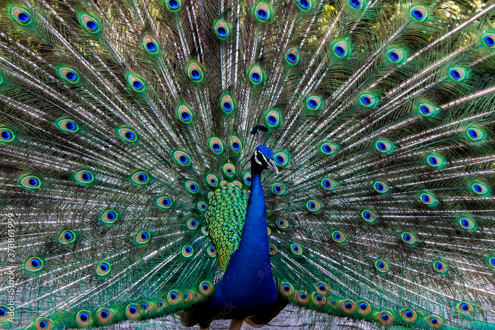 Fototapeta premium Pavo Real - Museo Dolores Olmedo