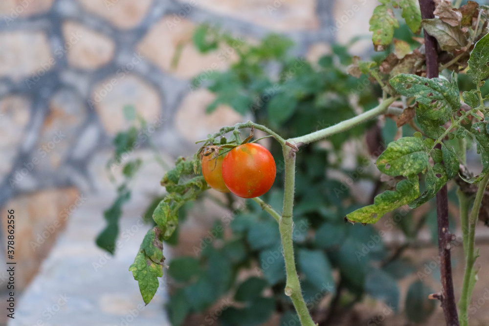 red berries on a branch