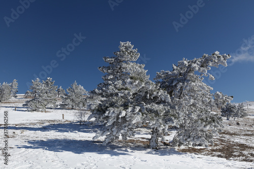 Frosty winter. Coniferous trees in snow. Beautiful Christmas landscape