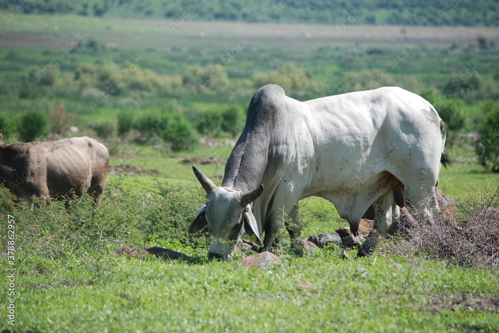 cows grazing in the field