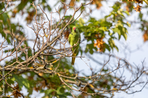 Green parrot sitting on the branch