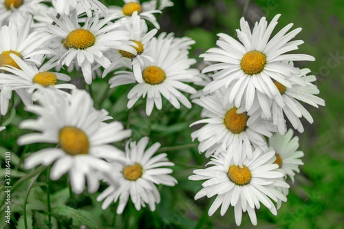 White garden daisies on a green background © Svetliy