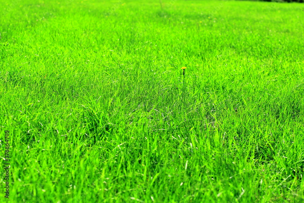 green grass in the Polish countryside